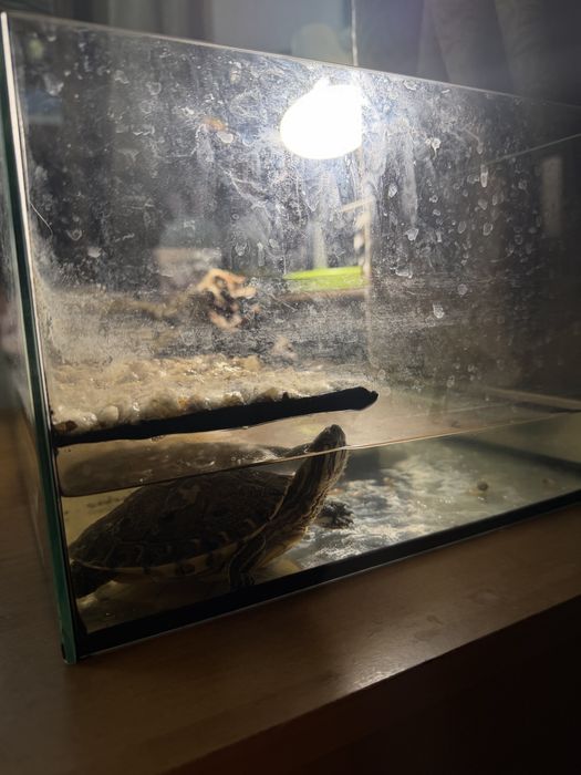 żółw z terrarium