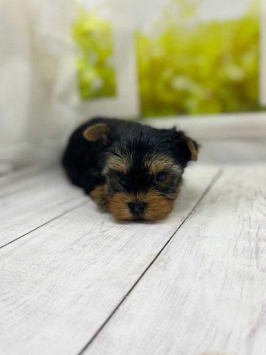 Чисокровні йорки.Гарні породні дані