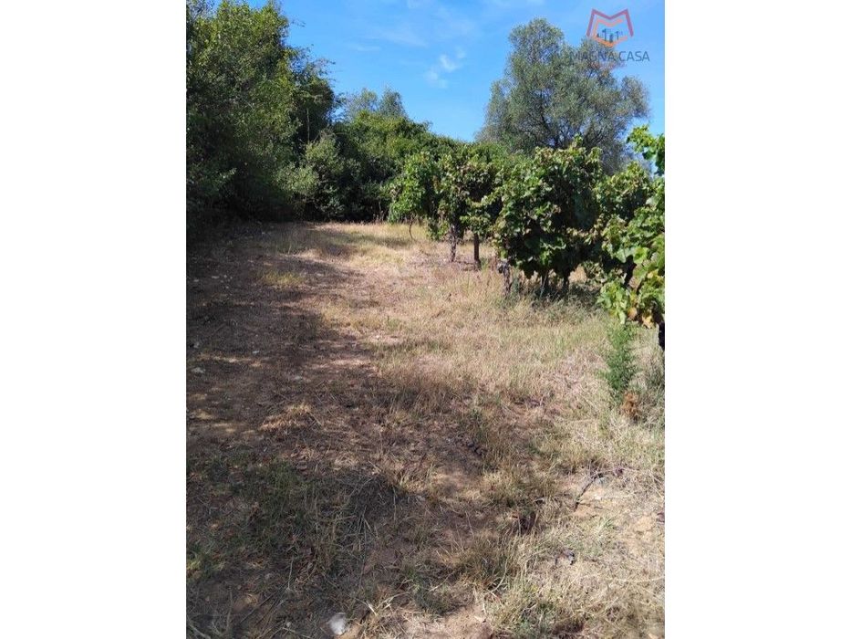 Terreno com Vinha, Borba, Èvora