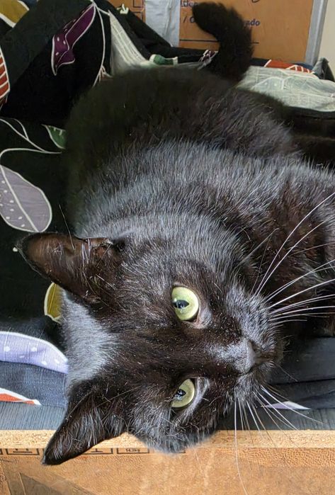 Чорний котик черный кот