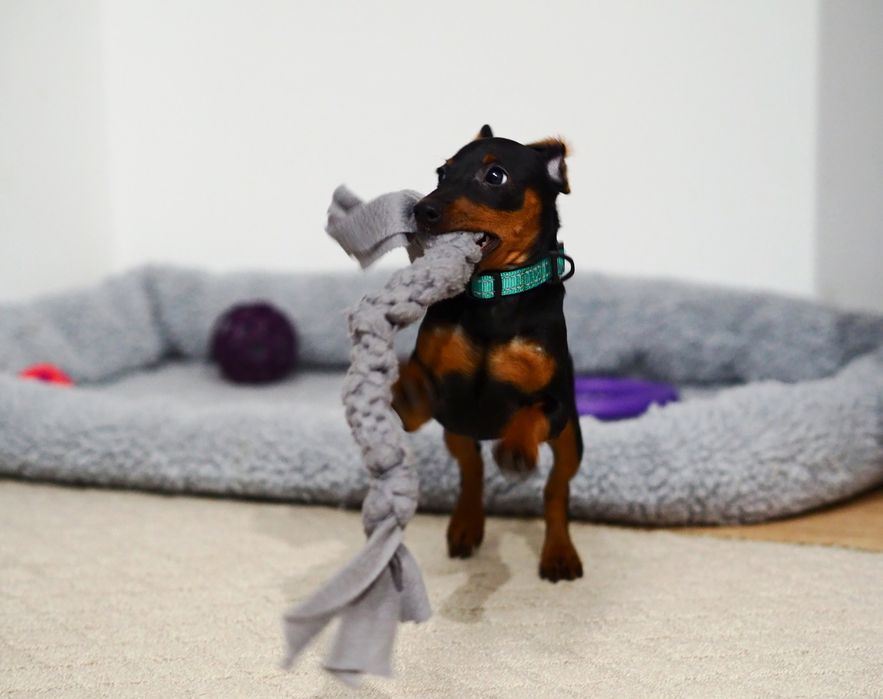 _ Piesek _Pinczer miniaturowy ZKwP FCI _ _  wyprawka  _ przebadane