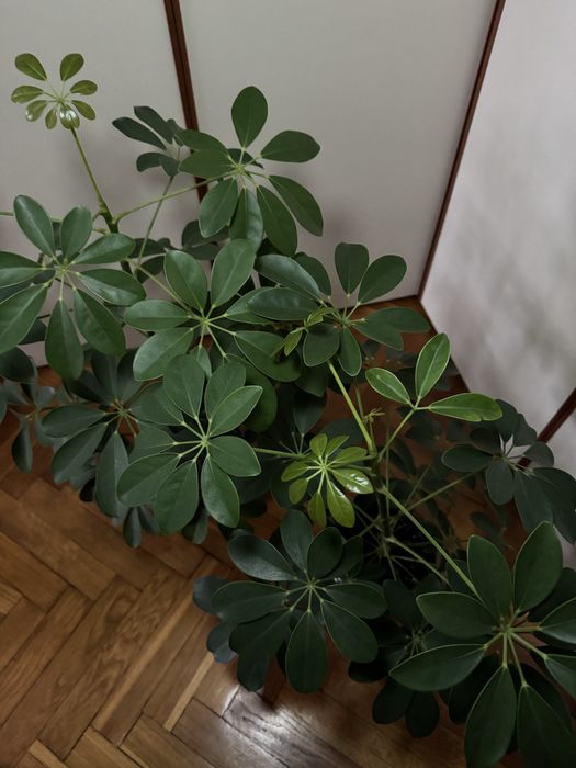 Шефлера 2-3 года