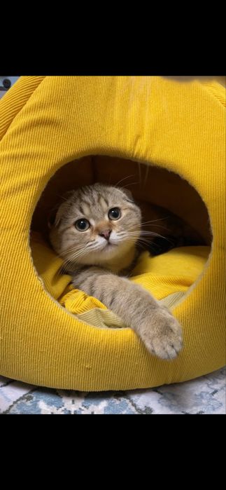 Хлопчик шотландський золотий таббі,з паспортом,чіпом,щепленням