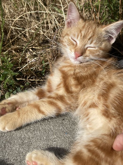 Kot i kotki do adopcji