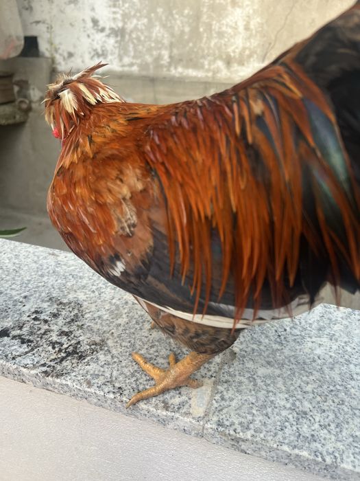 Granizo de idade nova