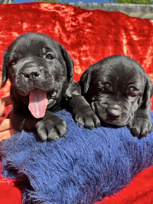 Чорний Принц Абдула, щенок Канекорсо, 1 місяць, чистокровний