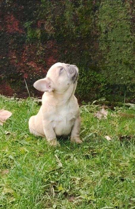 Bulldog Francês Lilac