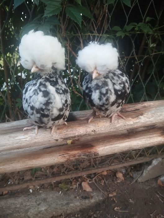 Kury ozdobne Silka, Białoczub holenderski,czubatka Padewska Dowóz