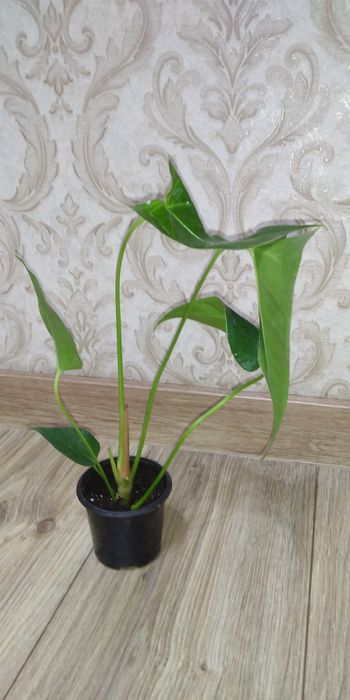 Антуріум Маine +рідкісні сорти