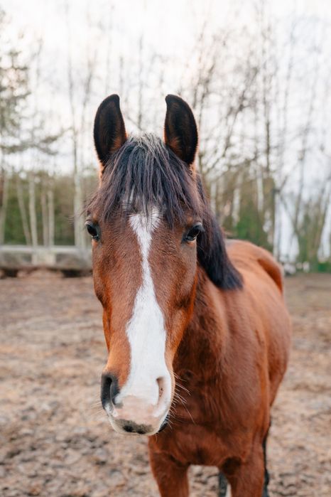Na sprzedaż klacz wielkopolska, 5 lat