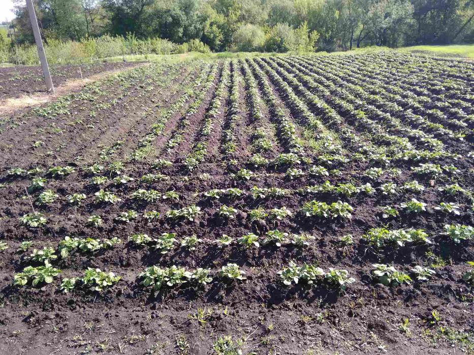 Продажа участка под застройку. 27соток.ул. Купальска, 26