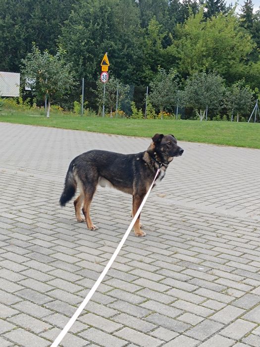 Gapcio do pilnej adopcji!