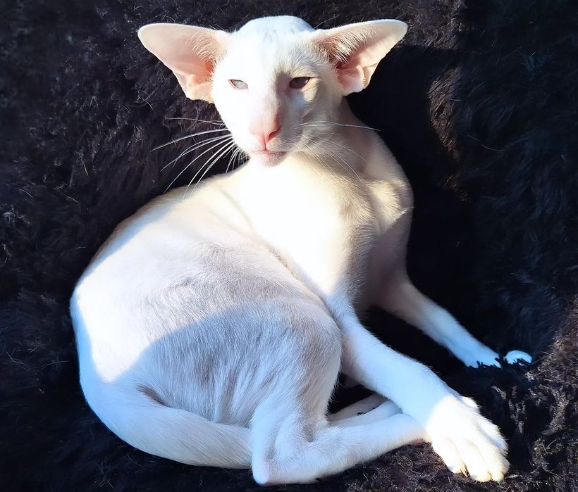 Шикарный мальчик