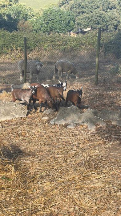 Cabritas e cabrito anão