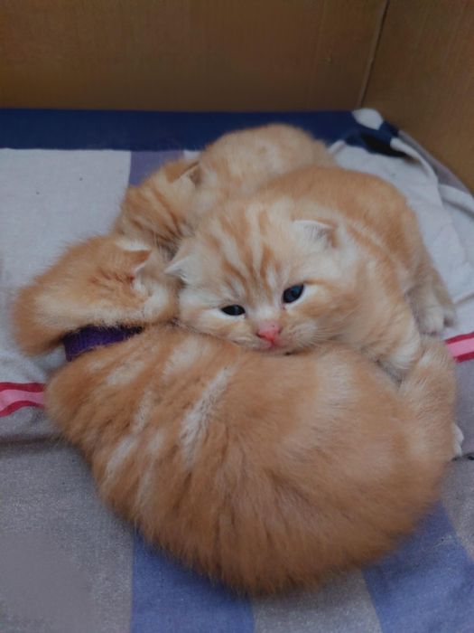 Бронювання шотландських мрамурово-рудих кошенят