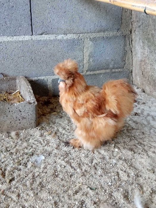 Galinhas Sedosas do Japão