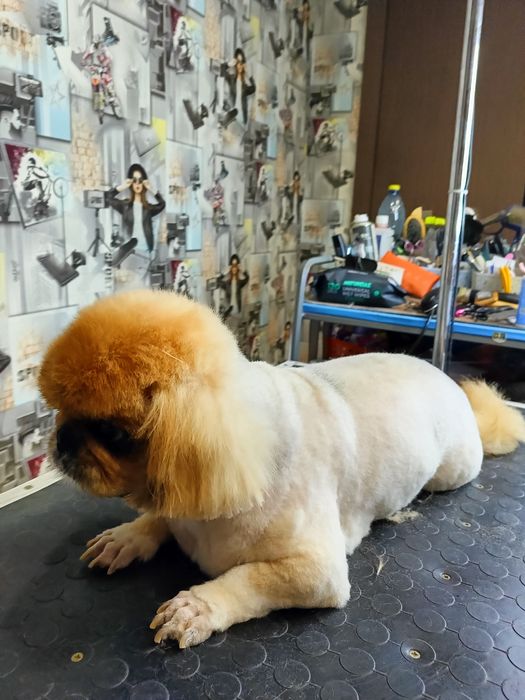 Хортицкий район. Стрижка собак и кошек.