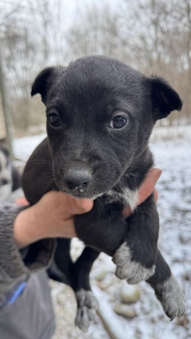 Дівчинка, вік 2 місяці. Віддамо безкоштовно в добрі руки.
