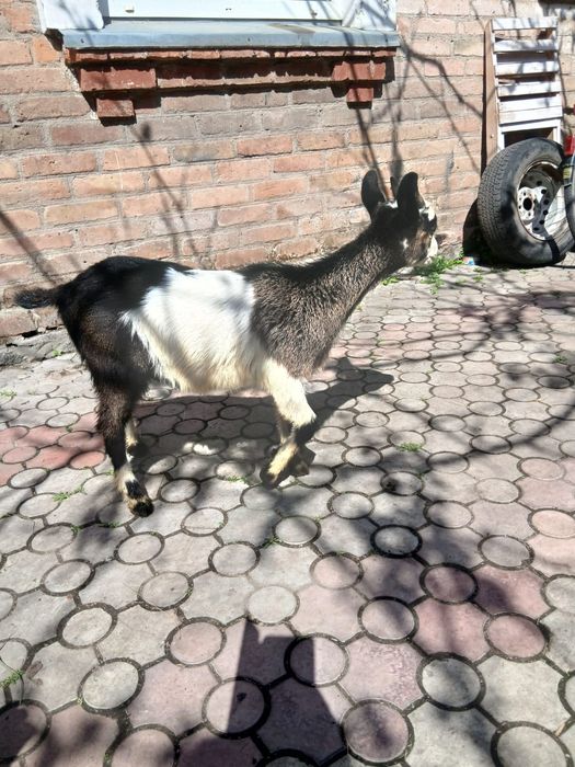 Продаються козенята нуболаманчі
