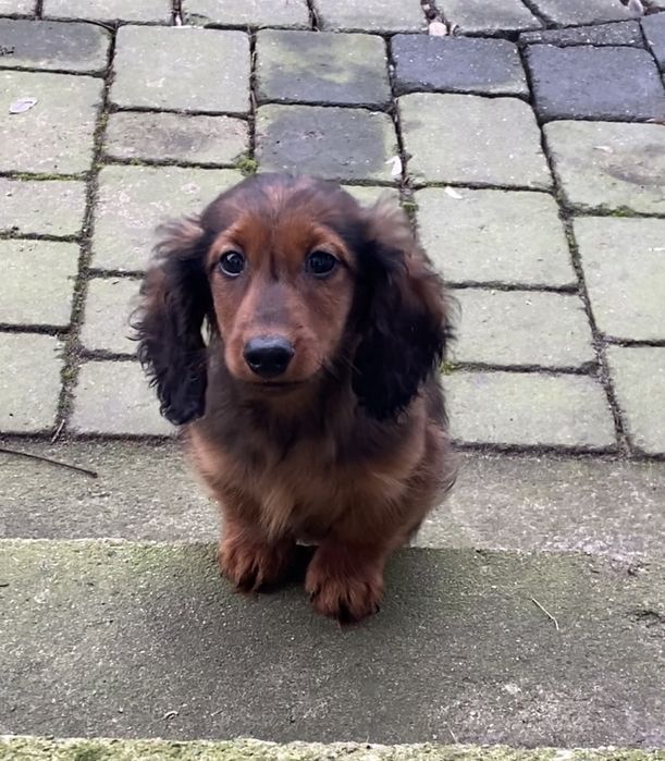 Jamnik długowłosy miniaturowy piesek