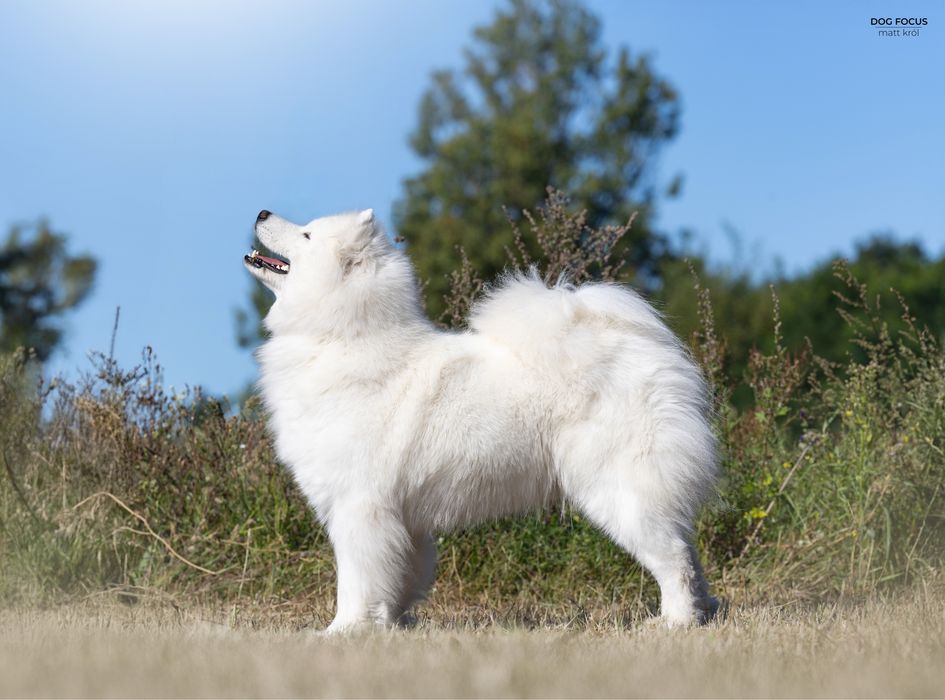 Samoyed szczenię ZKwP/Fci