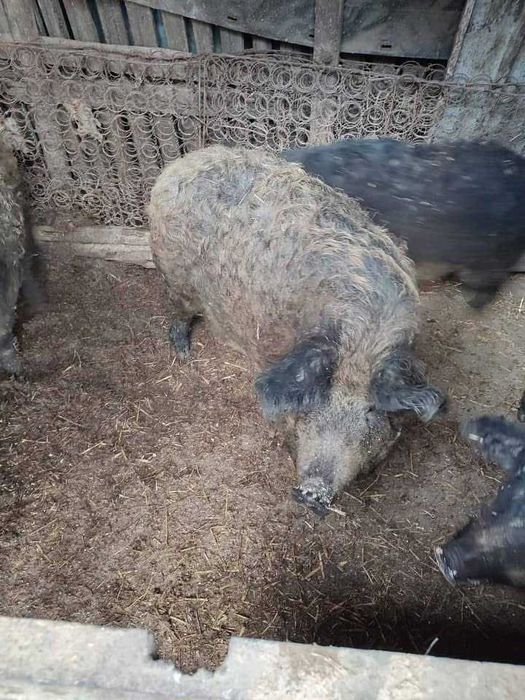 Свині Мангали Венгерскі