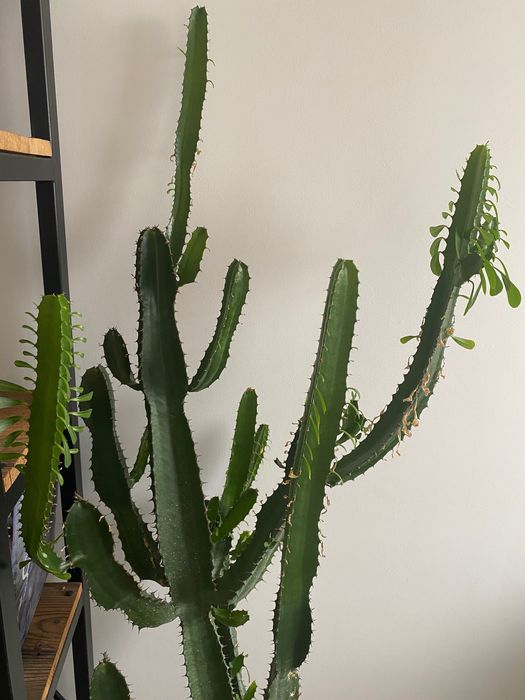 Kaktus wilczomlecz piękny duży