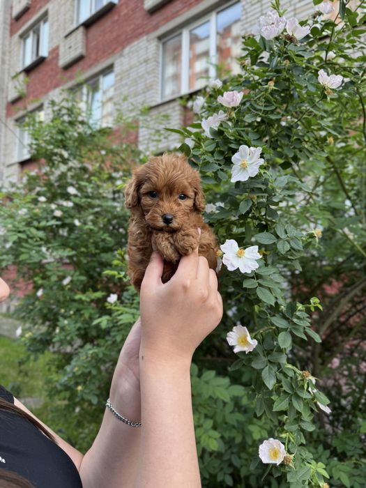 Лялькові Мальтипу Ф1/Ф2