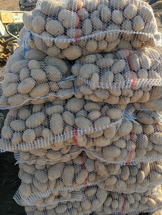 Ziemniaki paszowe skrobiowe