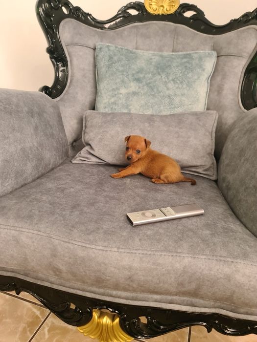 Pinscher miniatura