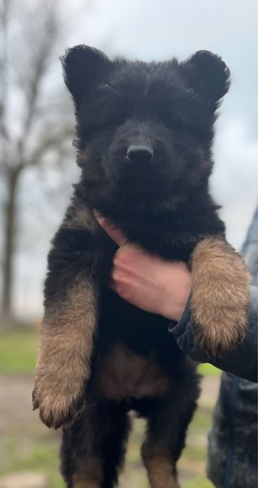 Owczarek niemiecki dlugowlosy