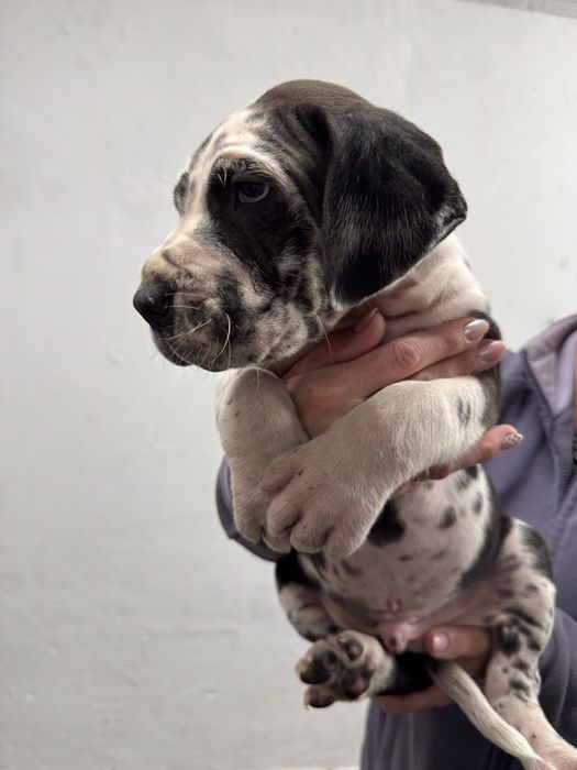 Dog niemiecki - pies