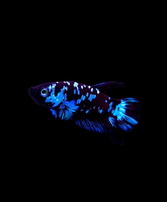 Bojownik samiec blue rim nr 9 Betta splendens