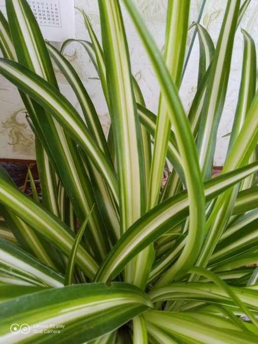 Квіти кімнатні , хлорофітум