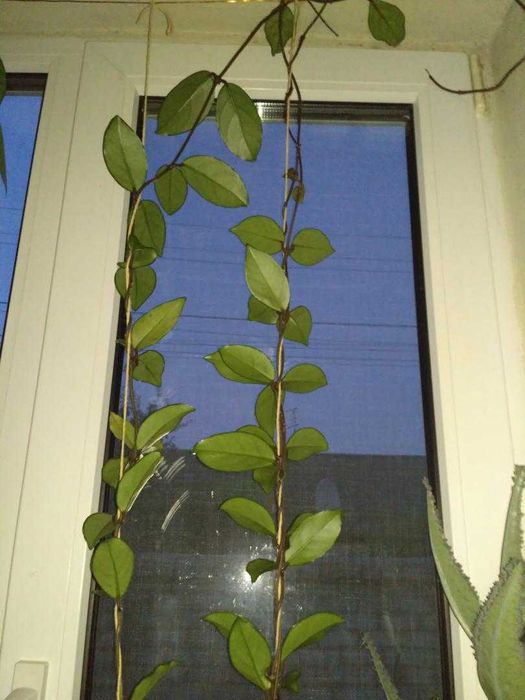 Продам Хоя (Восковик), кактус.