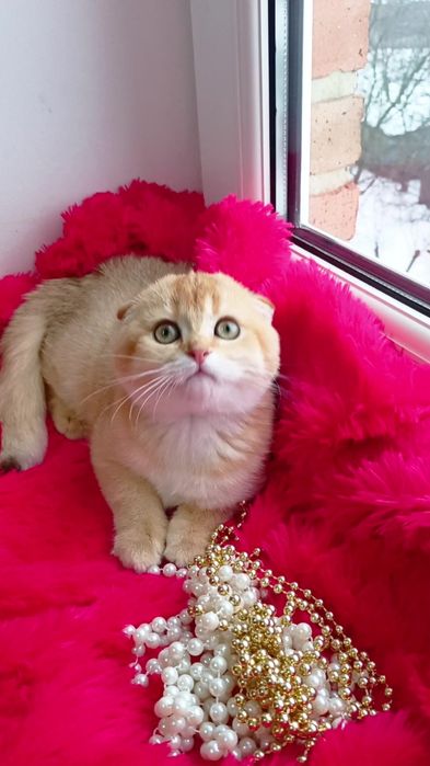 Класснючая вислоухая девочка золотая шиншилла