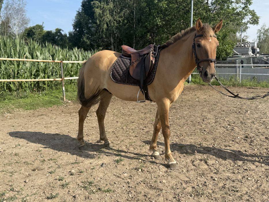 Sprzedam / zamianie konie