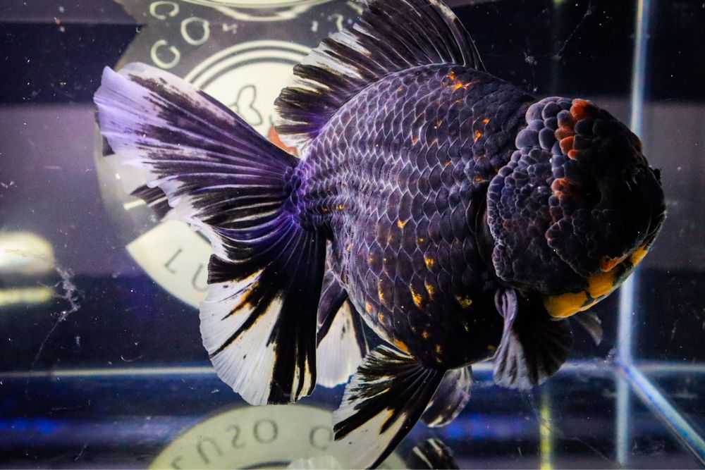Oranda Black Tiger Jumbo RARIDADE