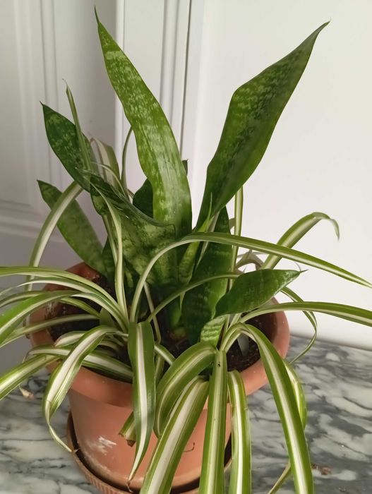 Duo Espada de São Jorge ev