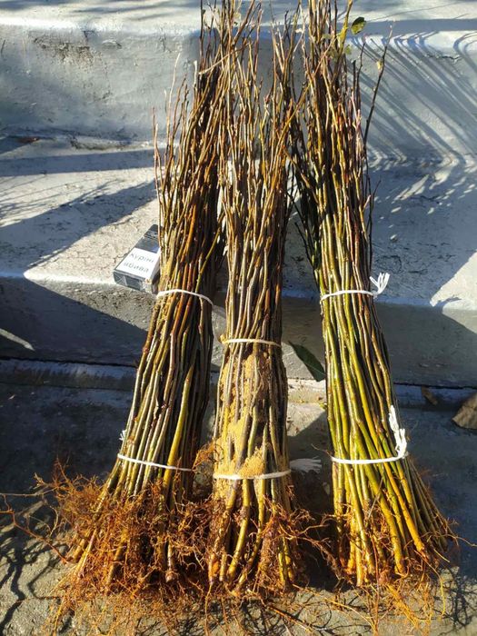 Продам дичку груші,антипка,алича,айва сідо,