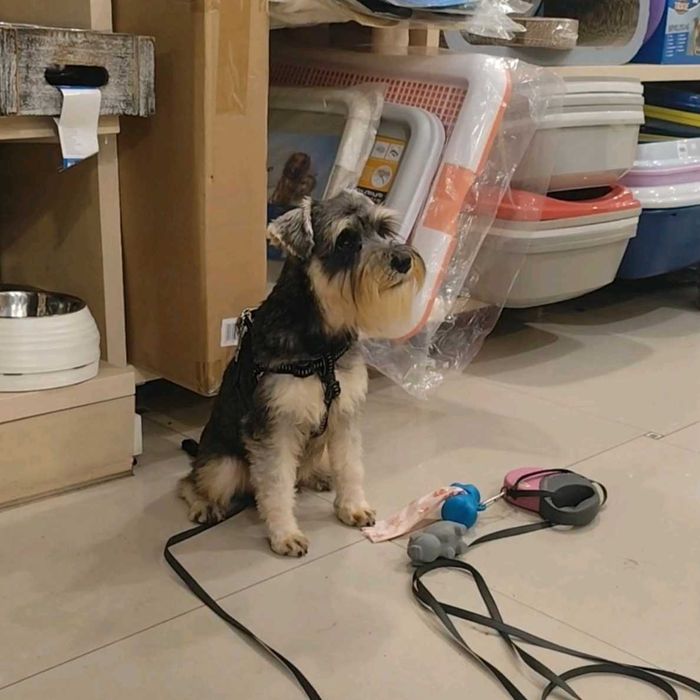 Щенки Цвергшнауцер , самая маленькая служебная собака