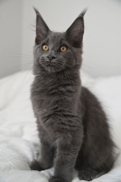 Kotka Maine Coon