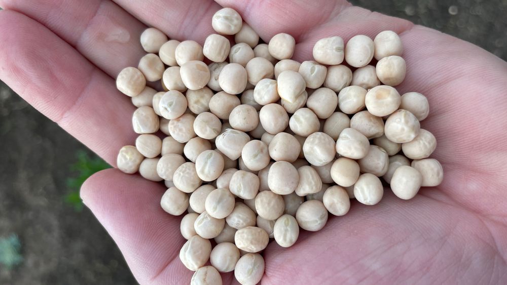 Семена гороха балтрап