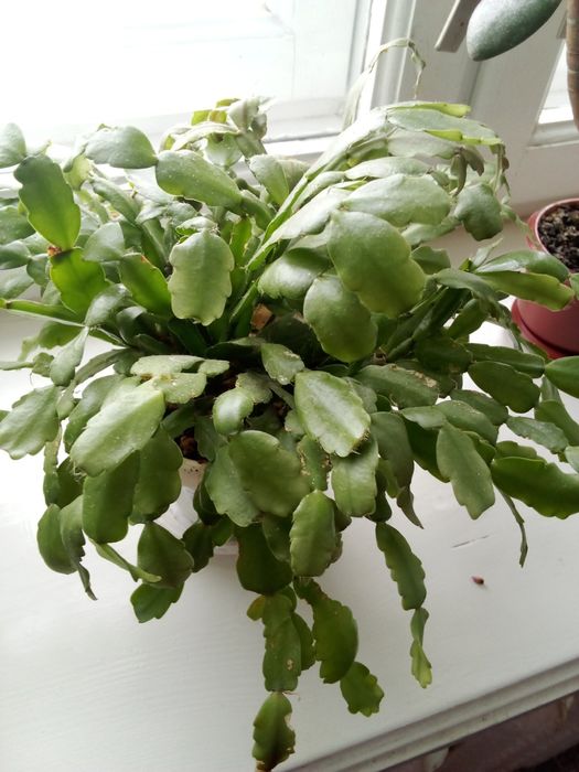 Продам  вазон.різдвяник.