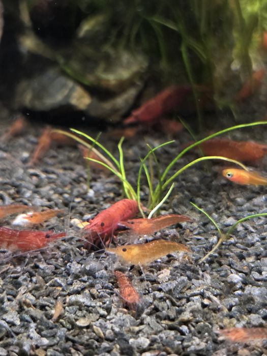 Krewetki Red Cherry – Idealne na start!