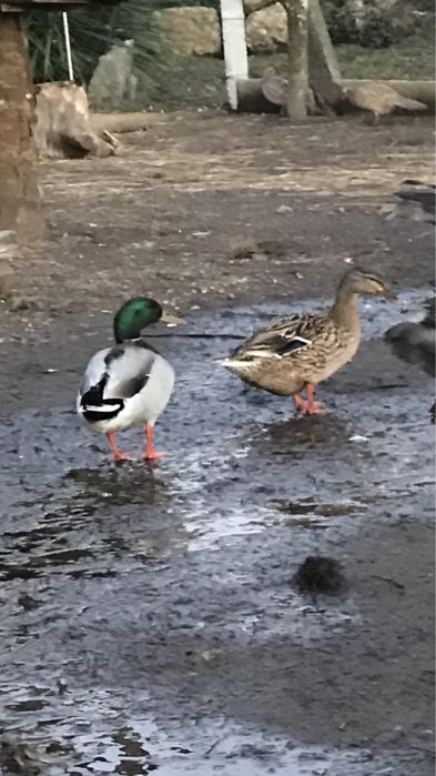 Patos muito bonitos