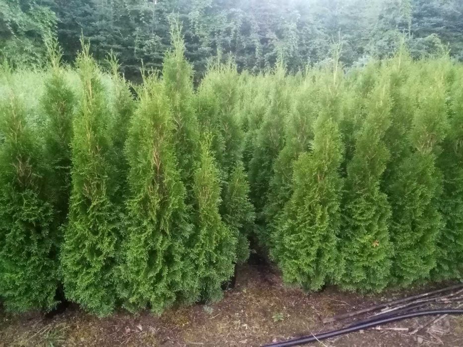 Tuja zachodnia ( Smaragd ) - wys. 100 - 130cm. - 200szt.