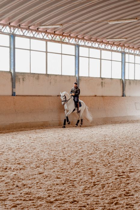 Cavalo cruzado 10 anos