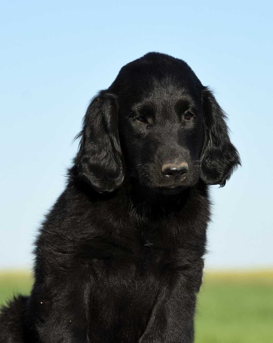 FLAT COATED RETRIEVER - czarna dziewczynka gotowa do odbioru :)