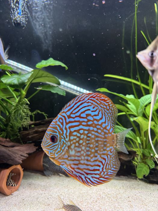Peixes Discus grande qualidade
